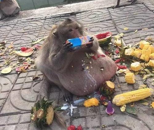 娱乐吃瓜酱猴,揭秘娱乐圈那些不为人知的幕后故事