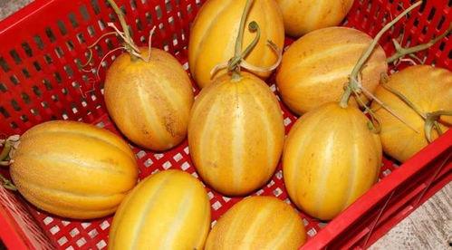 娱乐吃瓜甜,揭秘明星幕后故事与热点事件