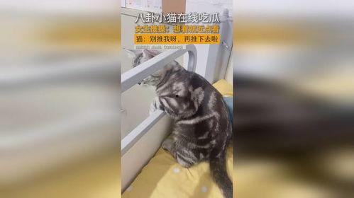吃瓜少女猫娱乐,网络时代的趣味观察与生活感悟