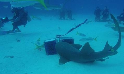 娱乐吃瓜鲨,揭秘明星幕后故事与八卦风云