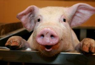 娱乐吃瓜酱猪,猪酱猪咪之争，揭秘网红文化背后的饭圈Battle