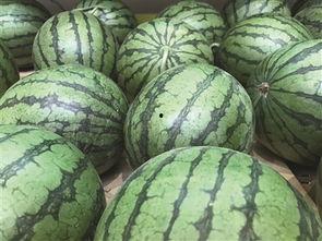 娱乐吃瓜酱地瓜,揭秘明星幕后故事