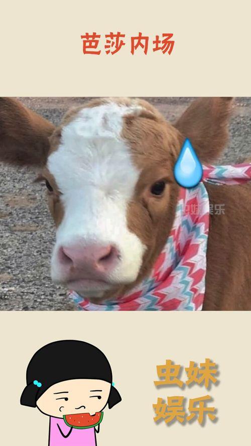 娱乐吃瓜酱猫,揭秘“吃瓜酱猫”背后的娱乐八卦世界