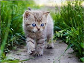 娱乐吃瓜酱猫,揭秘“吃瓜酱猫”背后的娱乐八卦世界