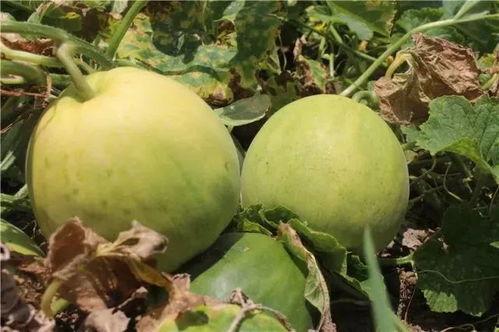 爱娱乐的吃瓜,揭秘明星幕后故事