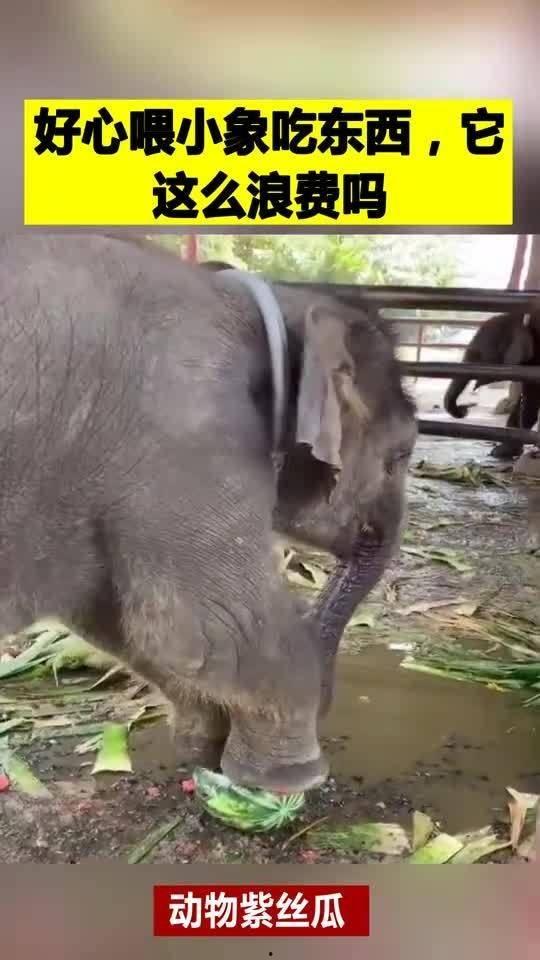 娱乐吃瓜酱小象,揭秘直播界的崛起与变革