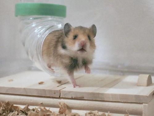 小鼠娱乐吃瓜,网络热点的幕后经济效应