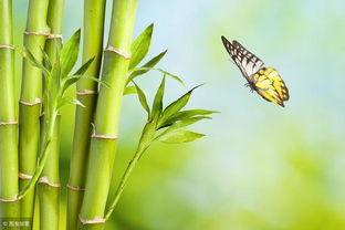 娱乐吃瓜酱竹子,从“吃瓜酱”到“竹子”，探索个性化娱乐网名的魅力