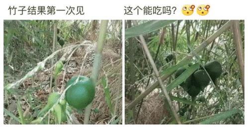 娱乐吃瓜酱竹子,从“吃瓜酱”到“竹子”，探索个性化娱乐网名的魅力