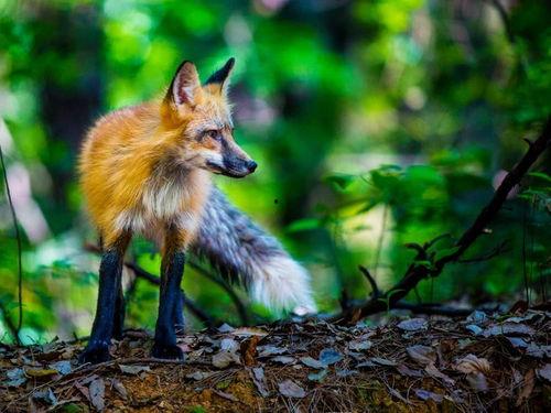 娱乐吃瓜酱狐狸,揭秘娱乐圈背后的那些事儿