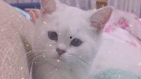 娱乐吃瓜酱小鱼,揭秘娱乐圈那些不为人知的幕后故事