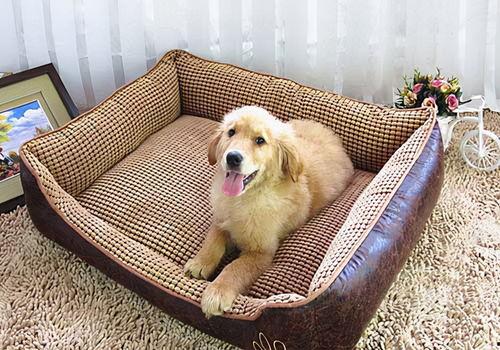 娱乐吃瓜酱狗窝,娱乐圈背后的真实故事