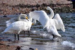 天鹅娱乐资讯吃瓜,揭秘娱乐圈最新“吃瓜”热点