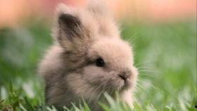 娱乐吃瓜兔子,揭秘娱乐圈那些不为人知的幕后故事