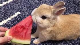 娱乐吃瓜兔子,揭秘娱乐圈那些不为人知的幕后故事